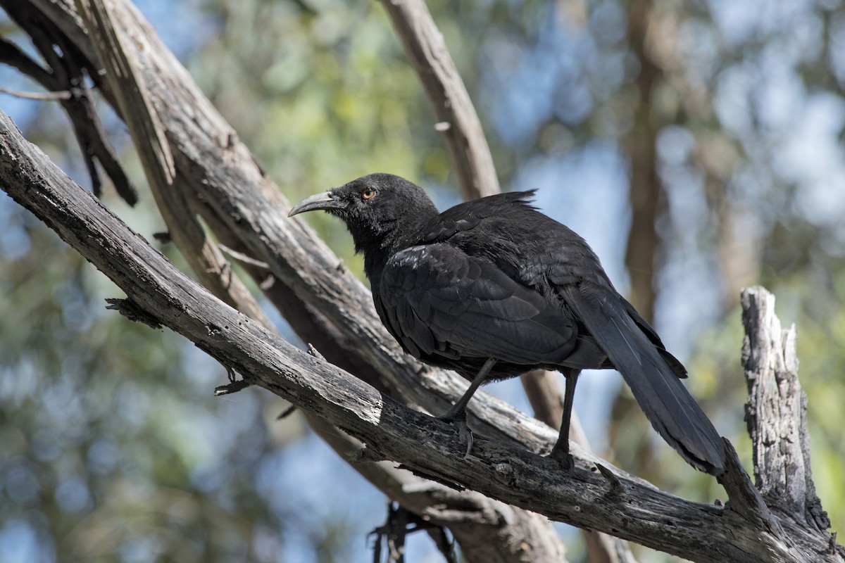 White-winged Chough - ML376475941