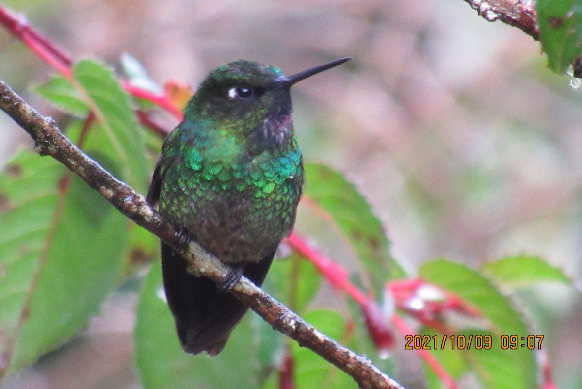 Tourmaline Sunangel - Arvey  Mantilla