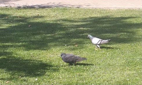 Rock Pigeon (Feral Pigeon) - ML376476781