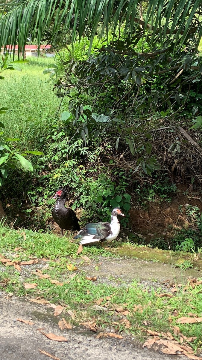 Muscovy Duck - ML376477261