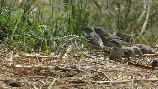Moineau du Sind - ML376477381