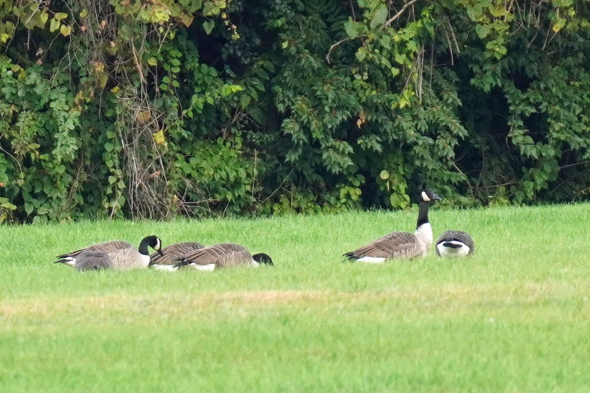 Canada Goose - Susan Iannucci