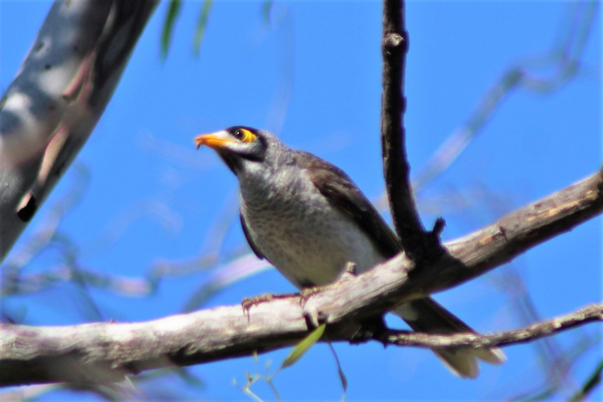 Noisy Miner - Leonie Beaulieu