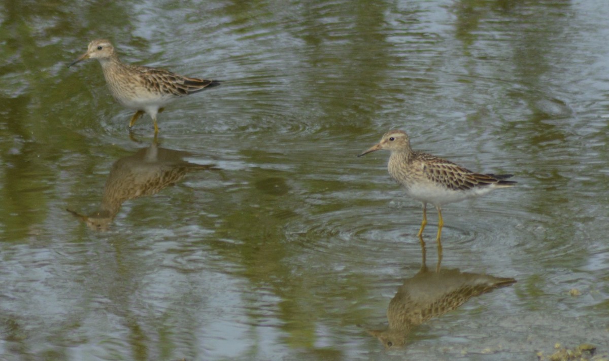 Bécasseau à poitrine cendrée - ML376479671