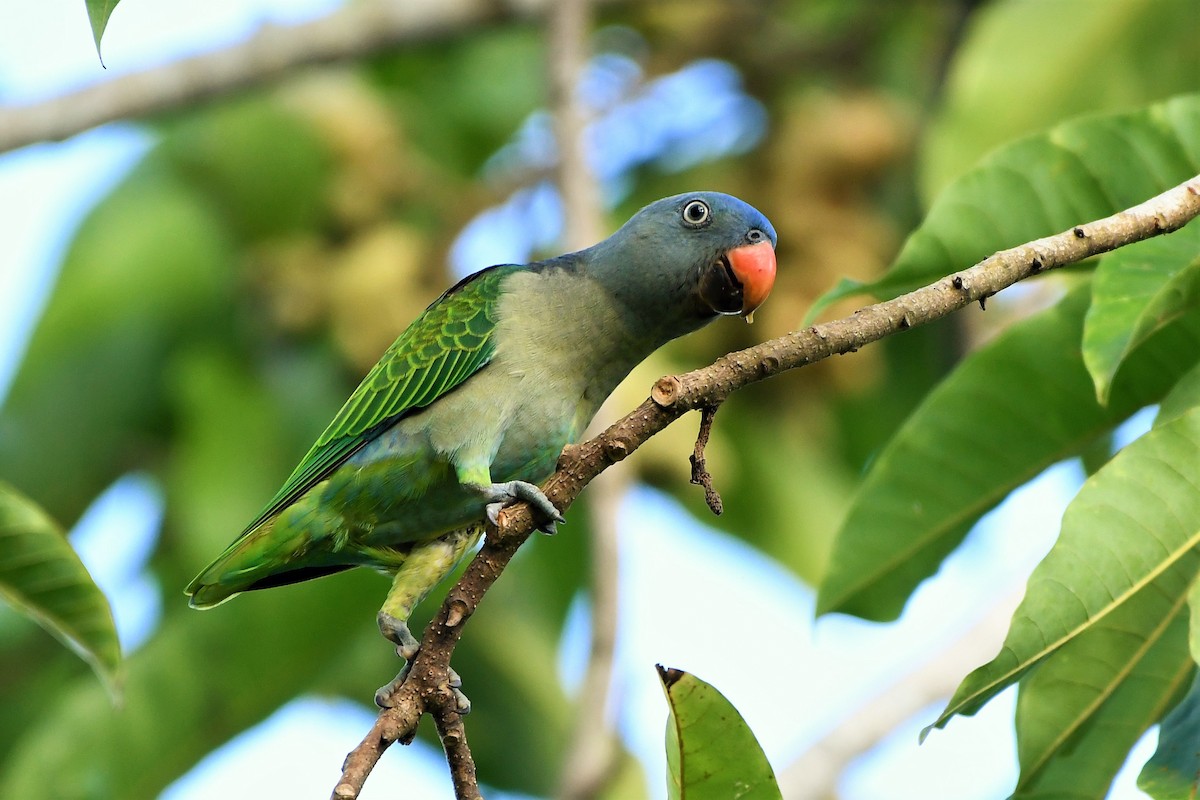 Blue-rumped Parrot - Evelyn Lee