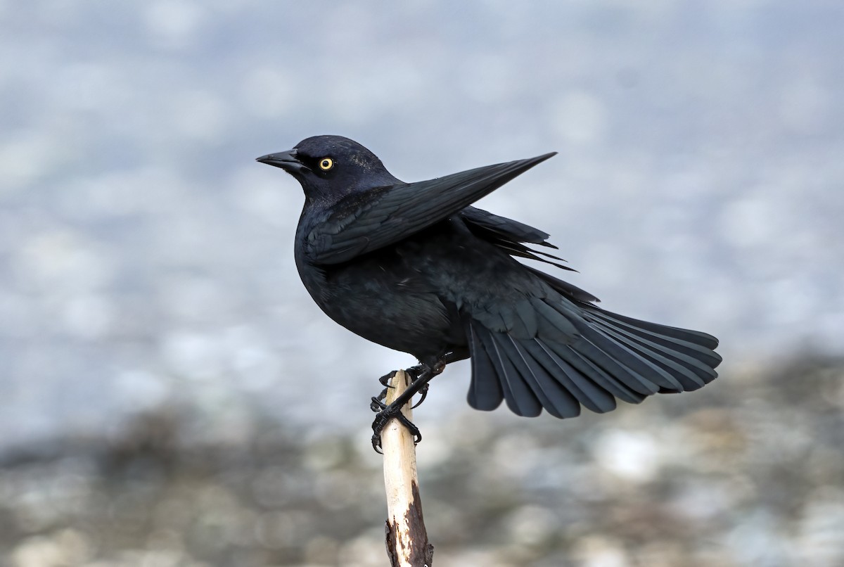 Brewer's Blackbird - Annie McLeod