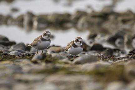 Semipalmated Plover - ML376480621