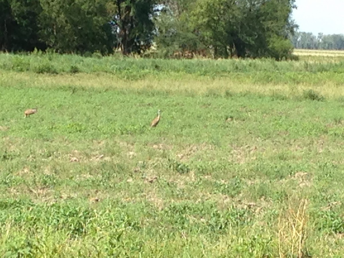 Sandhill Crane - ML37648271