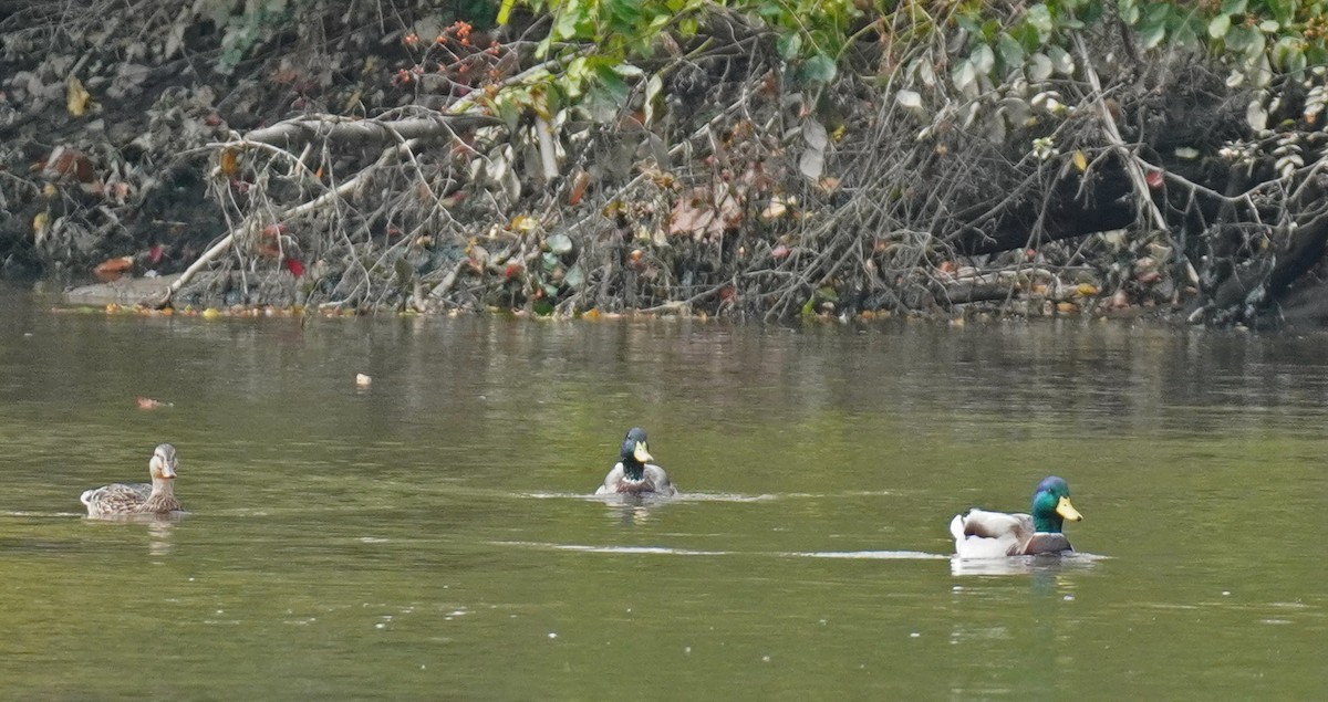 Mallard - Susan Iannucci