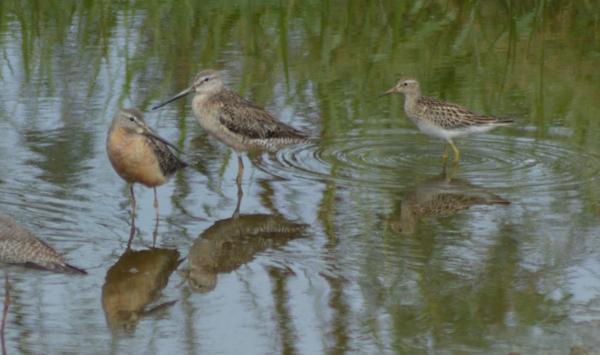 Short-billed Dowitcher - Keith M Kemp