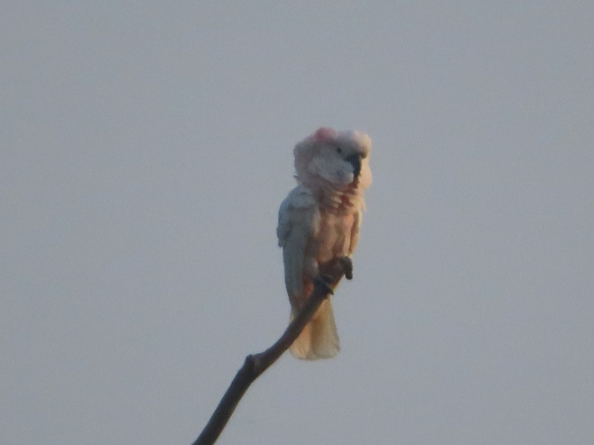 Salmon-crested Cockatoo - Carmen Maldonado