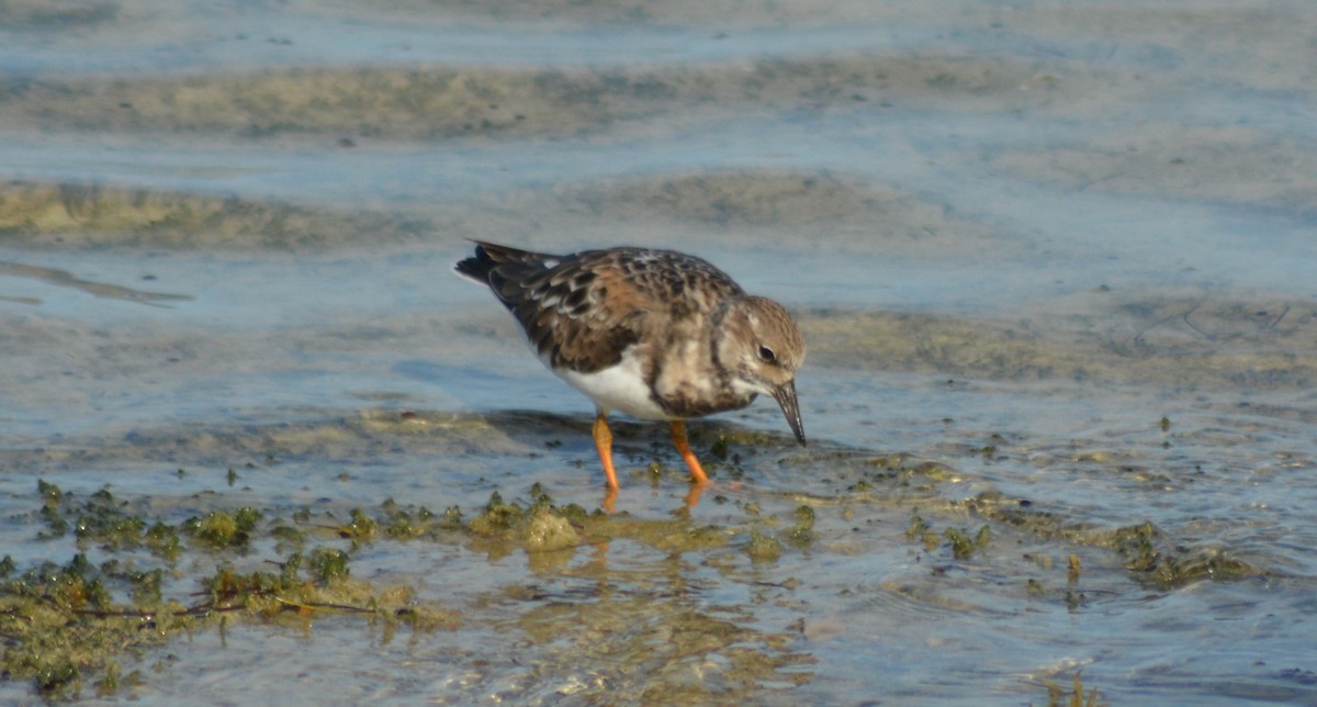 Ruddy Turnstone - Keith M Kemp