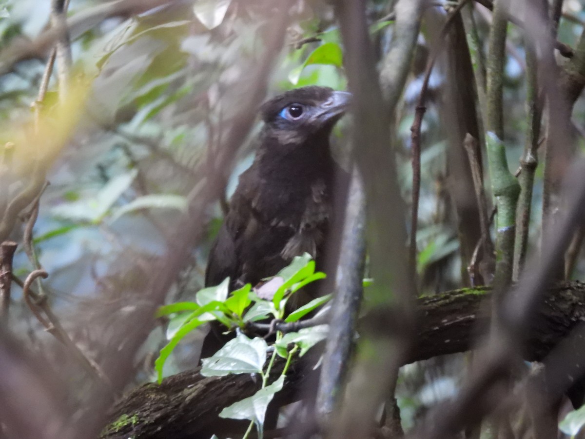 Rufous-vented Ground-Cuckoo - ML376484781