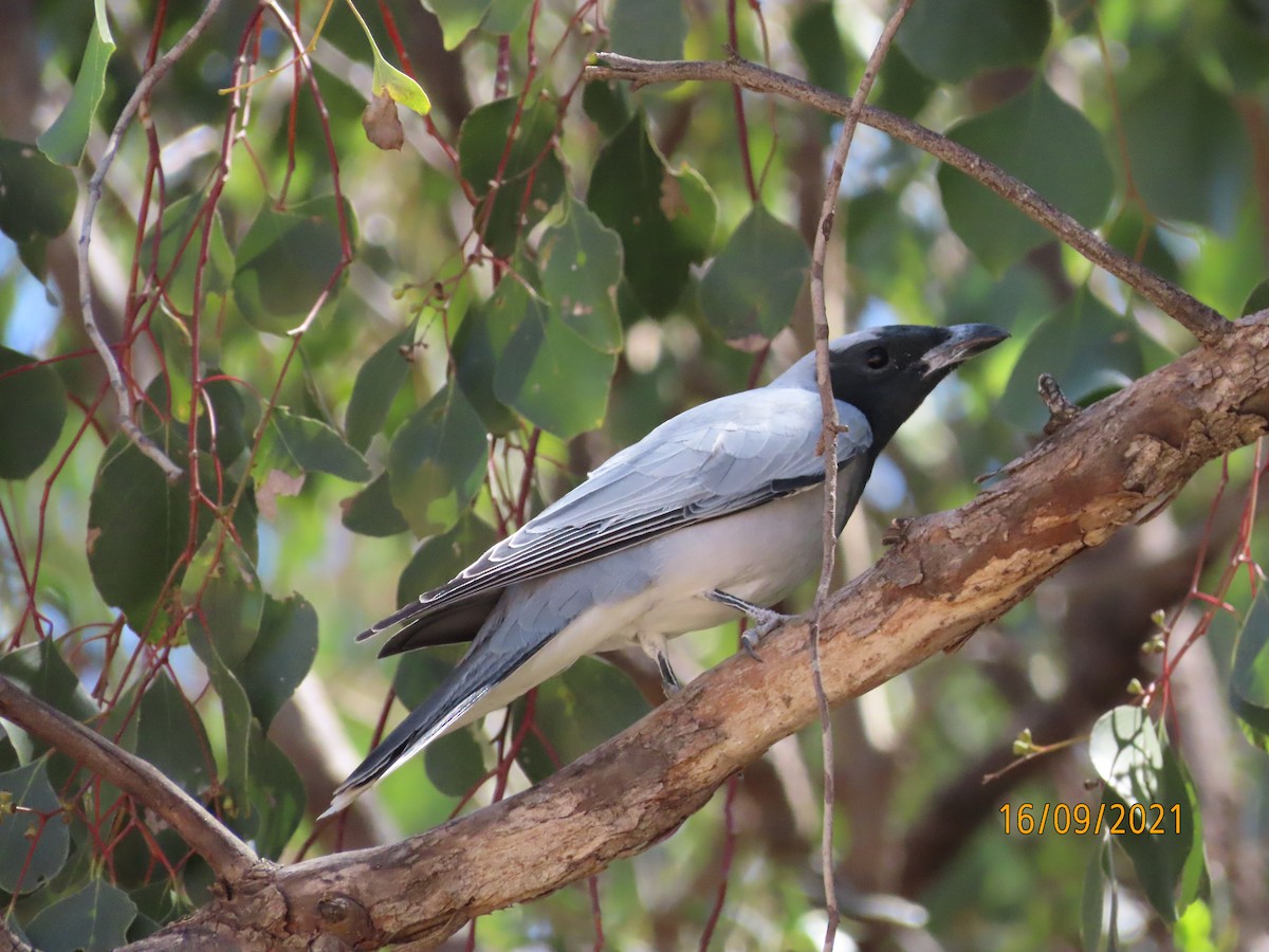 Black-faced Cuckooshrike - ML376484901