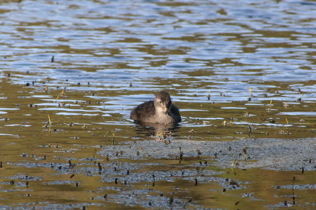 Eurasian Coot - ML376485031