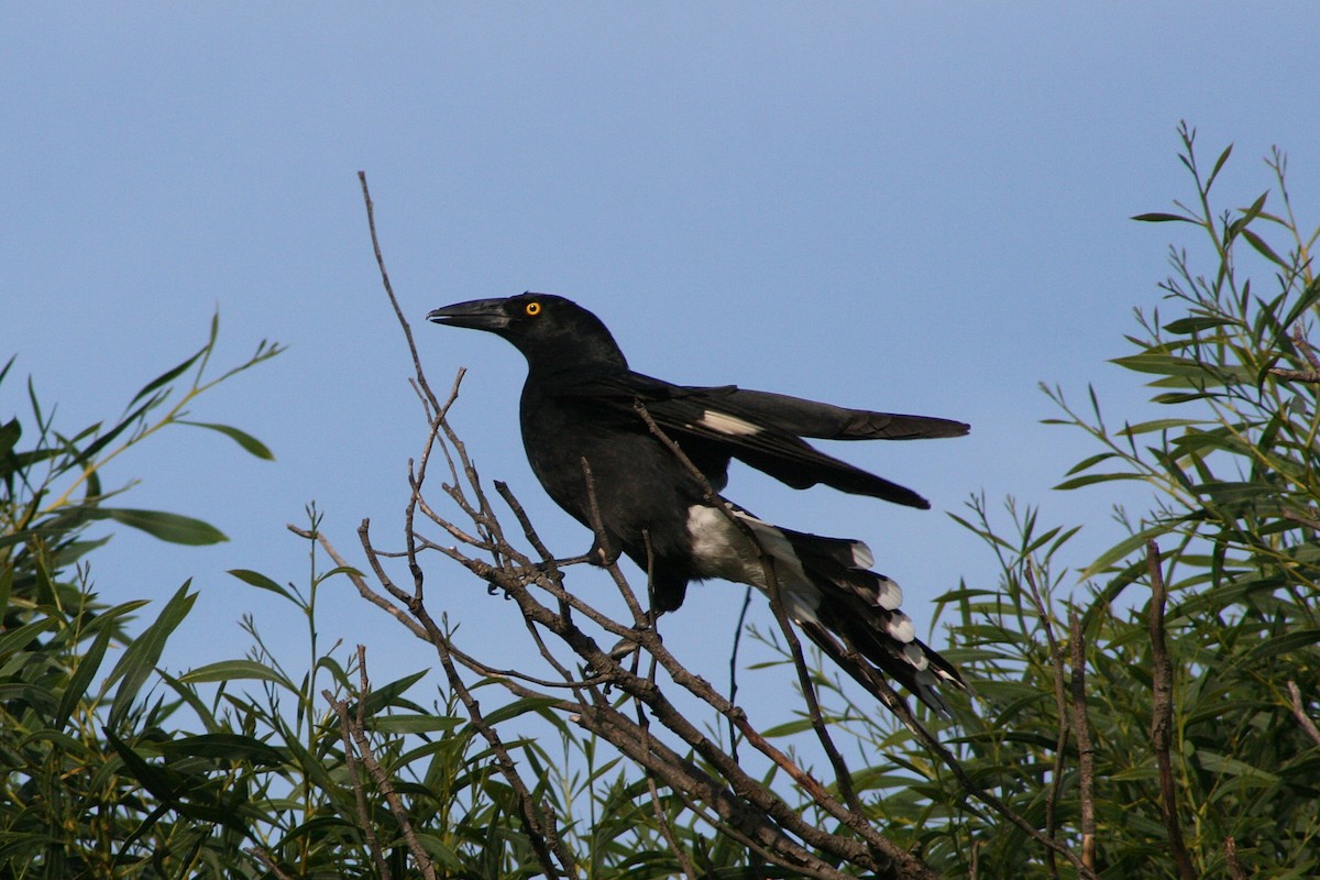 Pied Currawong - ML376485151