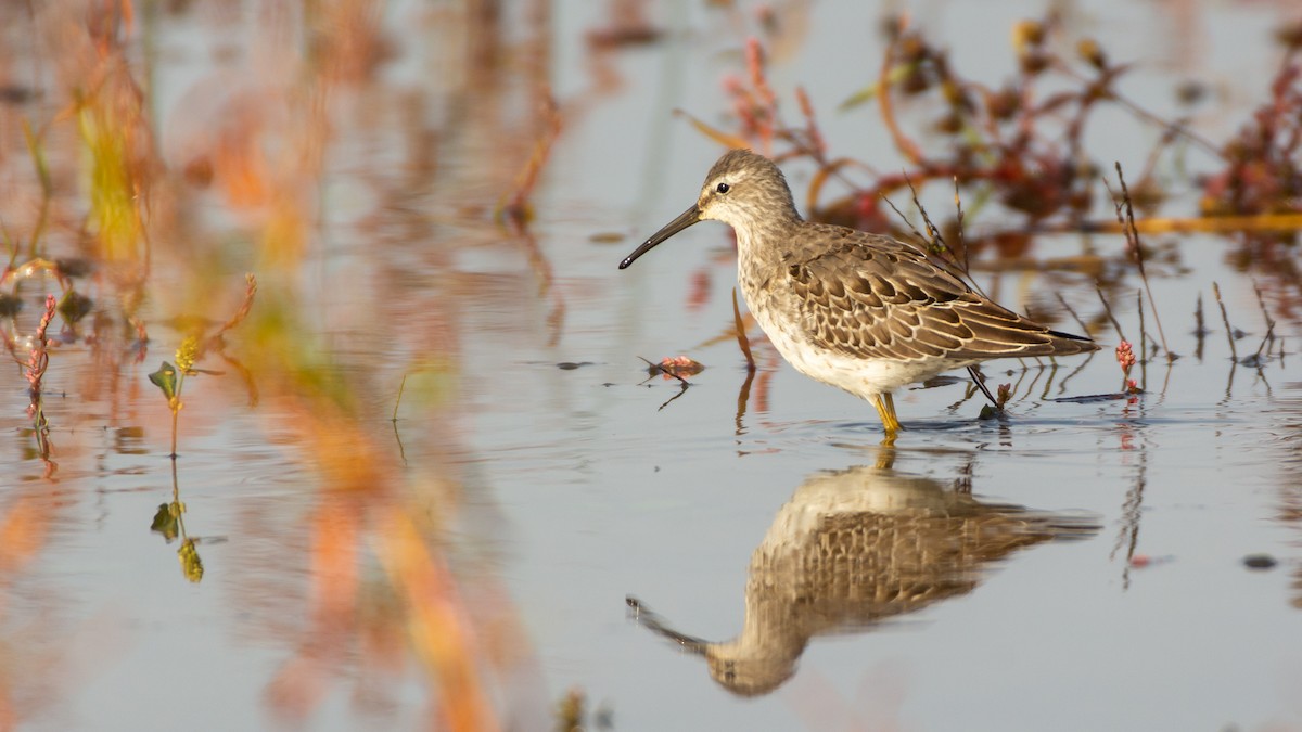 Stilt Sandpiper - ML376485411