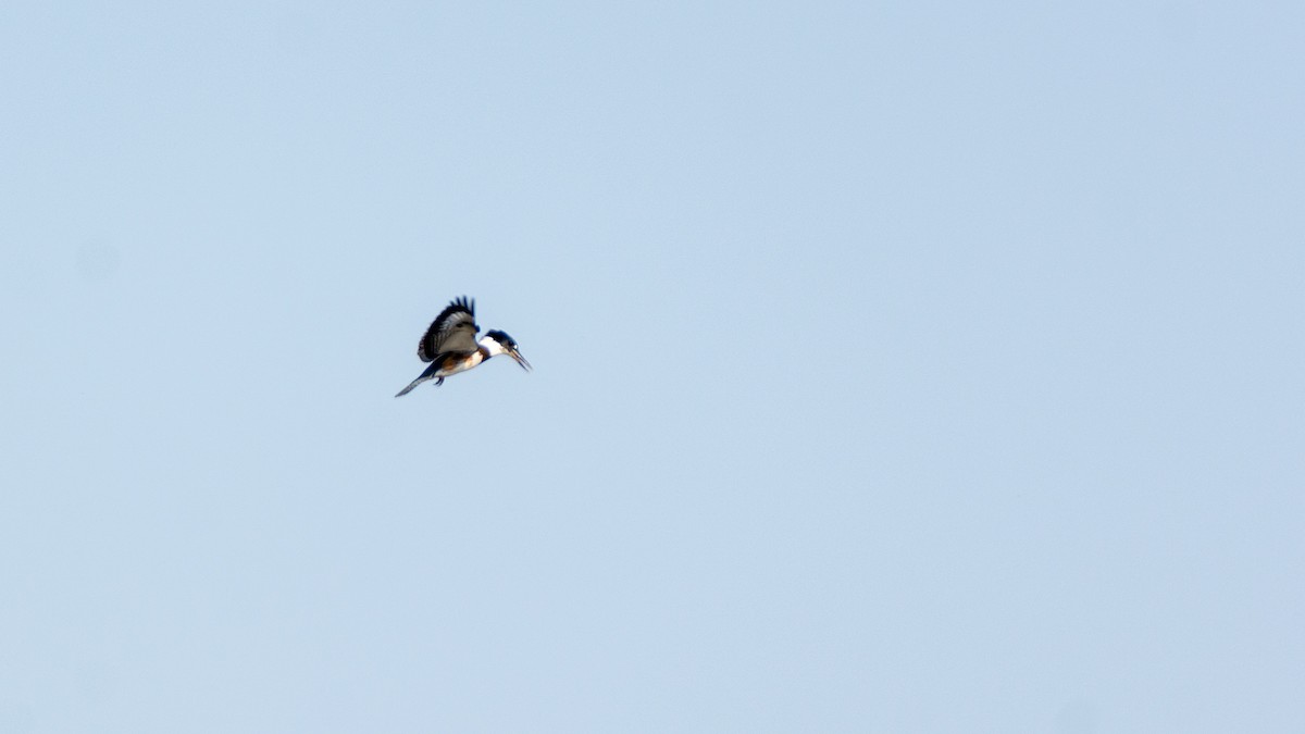 Belted Kingfisher - ML376485741