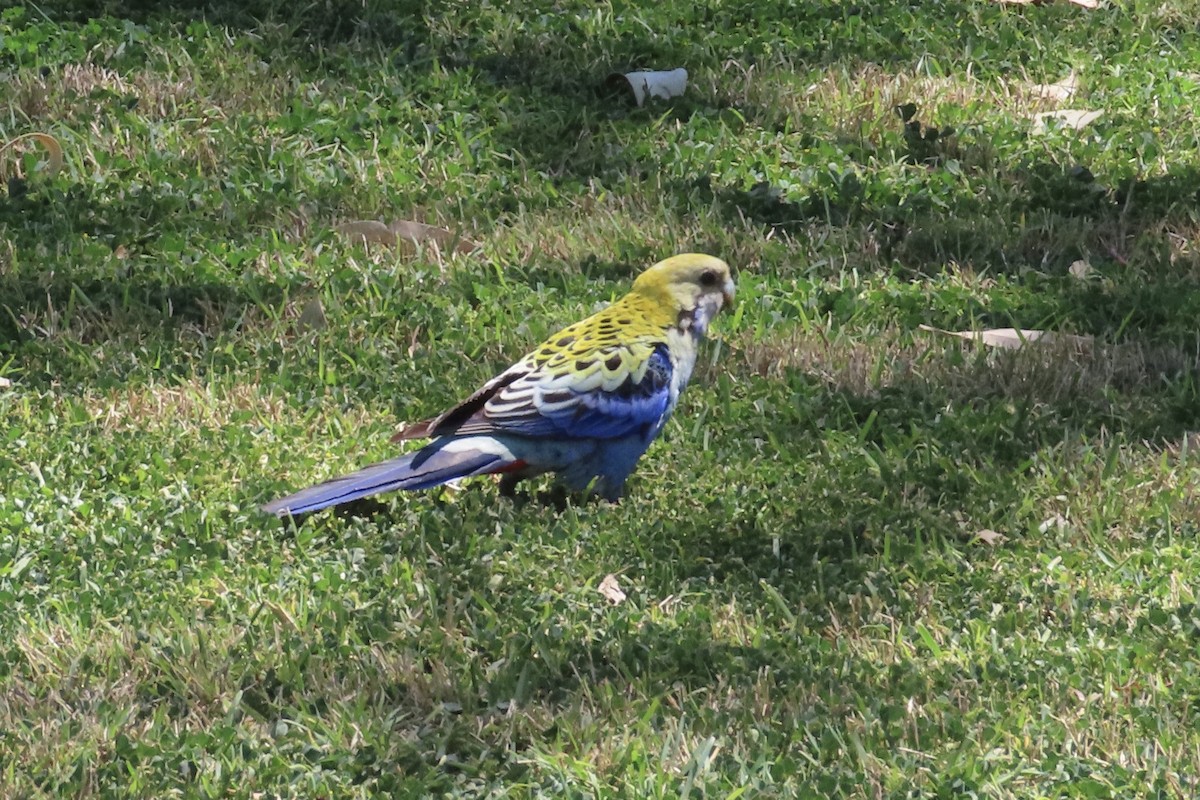 Pale-headed Rosella - ML376486301