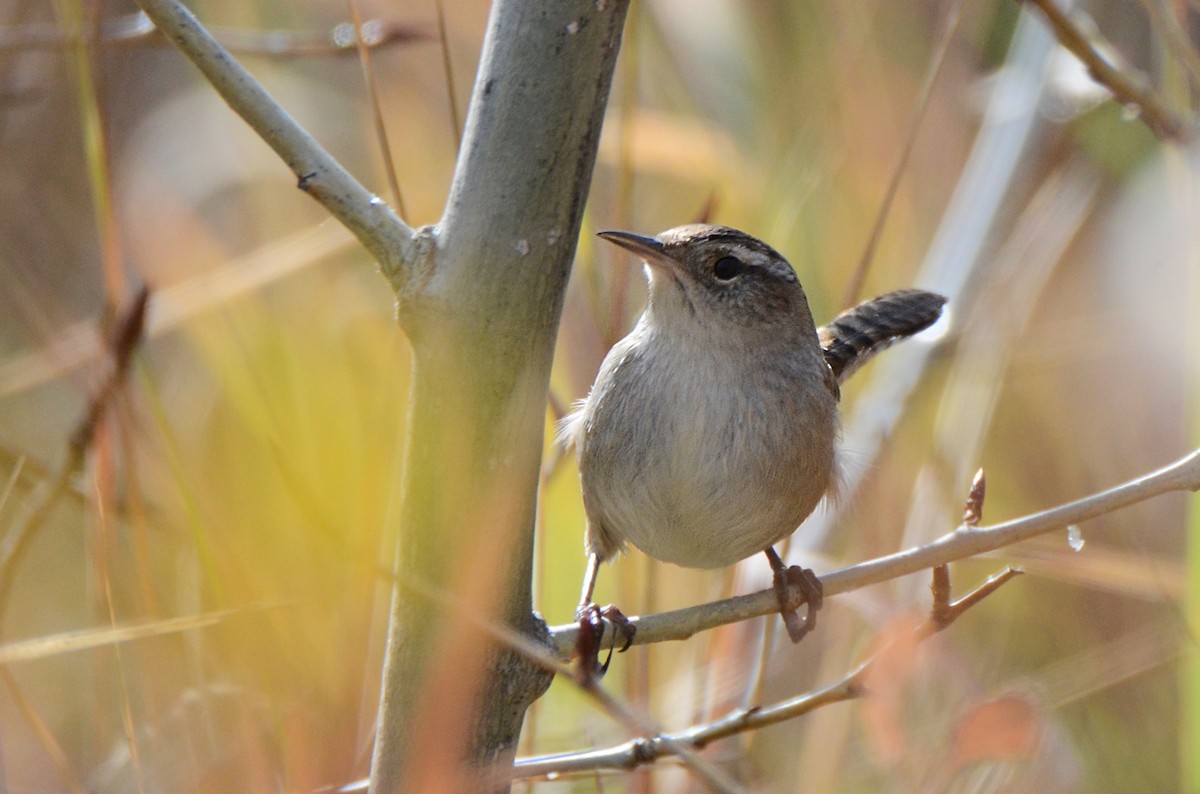 Marsh Wren (plesius Group) - Asher  Warkentin