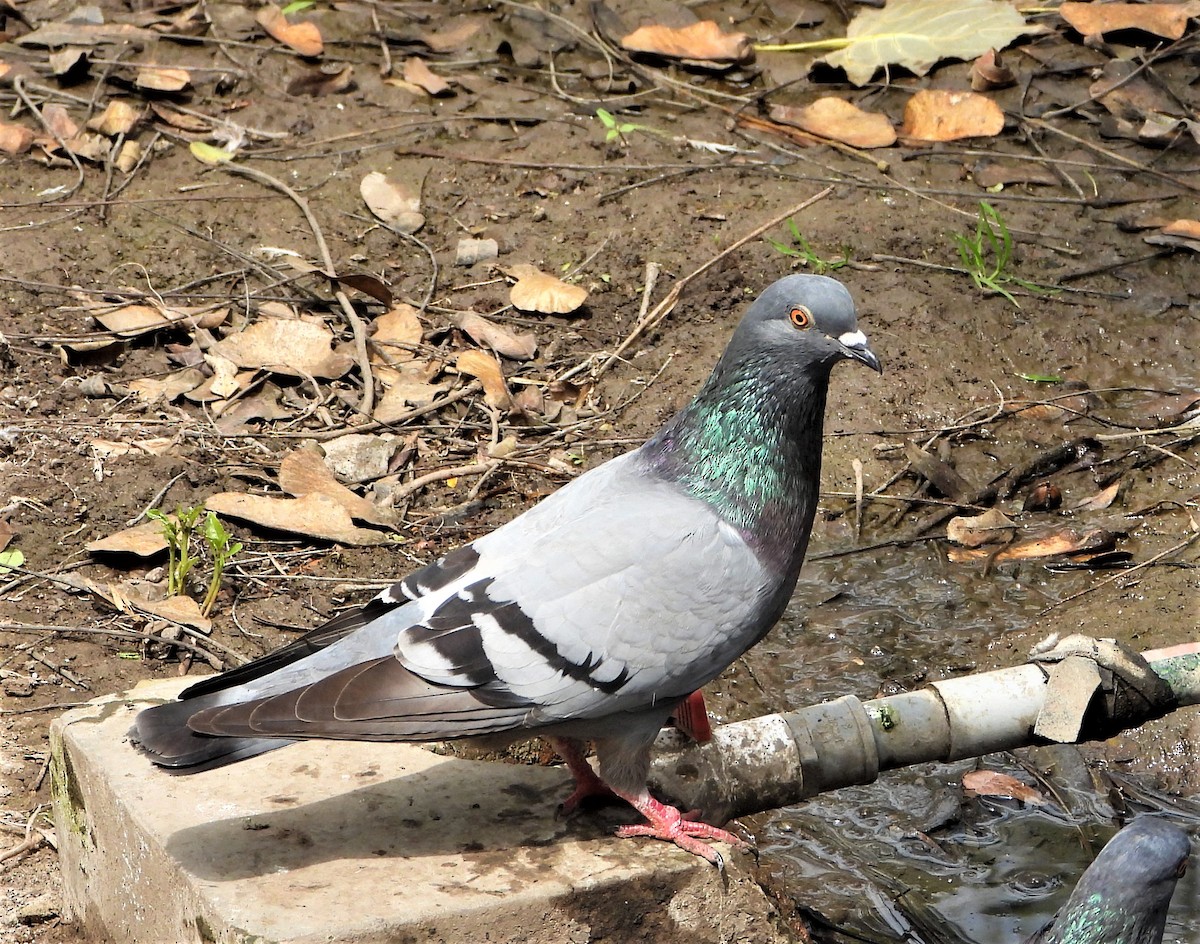 Rock Pigeon (Feral Pigeon) - ML376486781