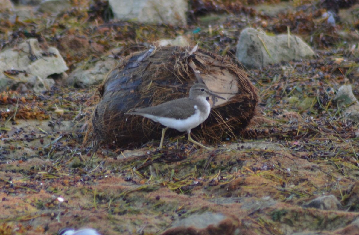 Spotted Sandpiper - ML376487031