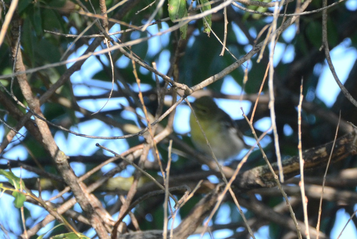 Vireo Gorjiamarillo - ML376488081