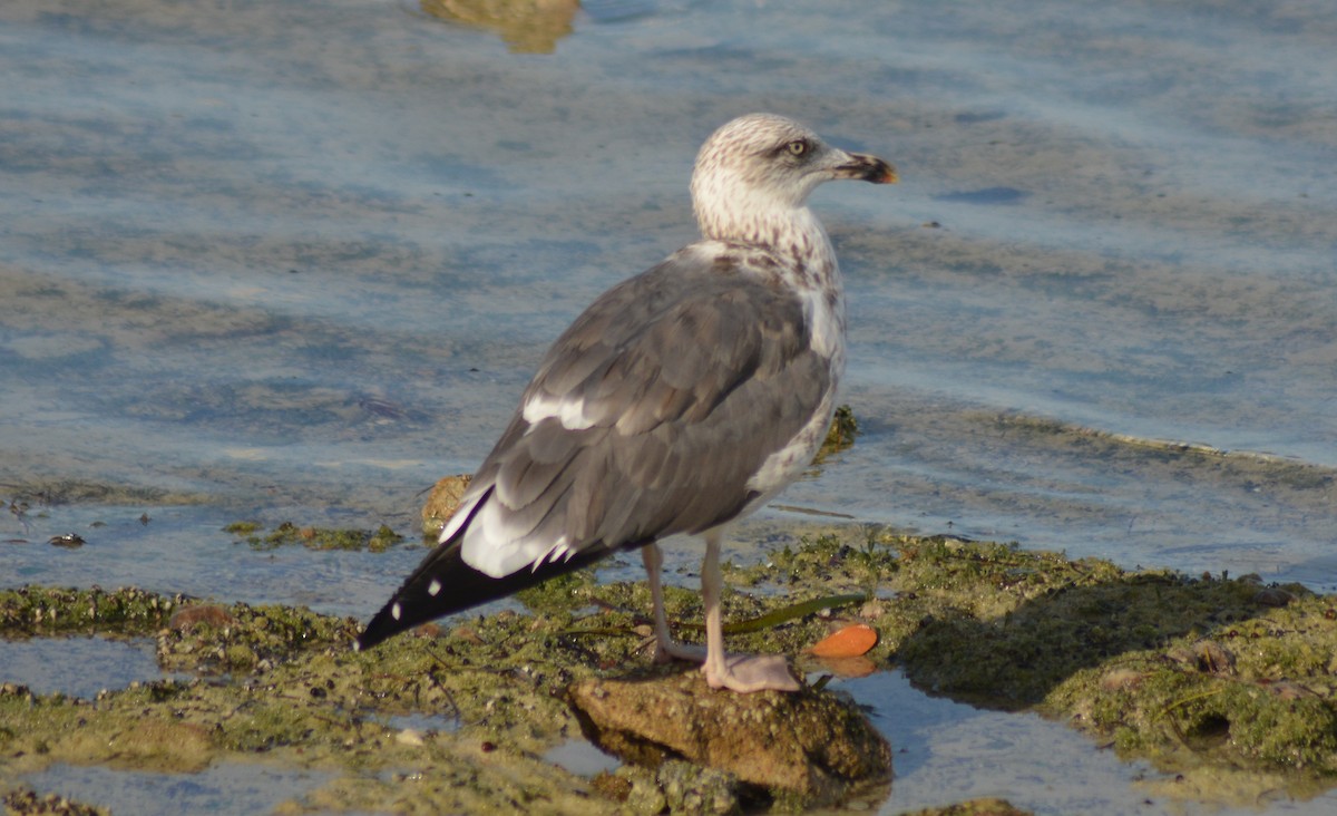 Lesser Black-backed Gull - ML376488201