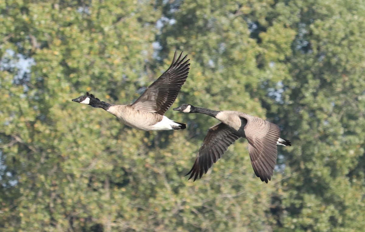 Canada Goose - ML376488351