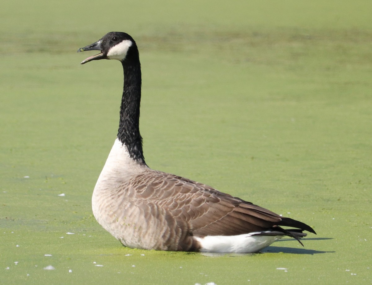 Canada Goose - Clayton Fitzgerald