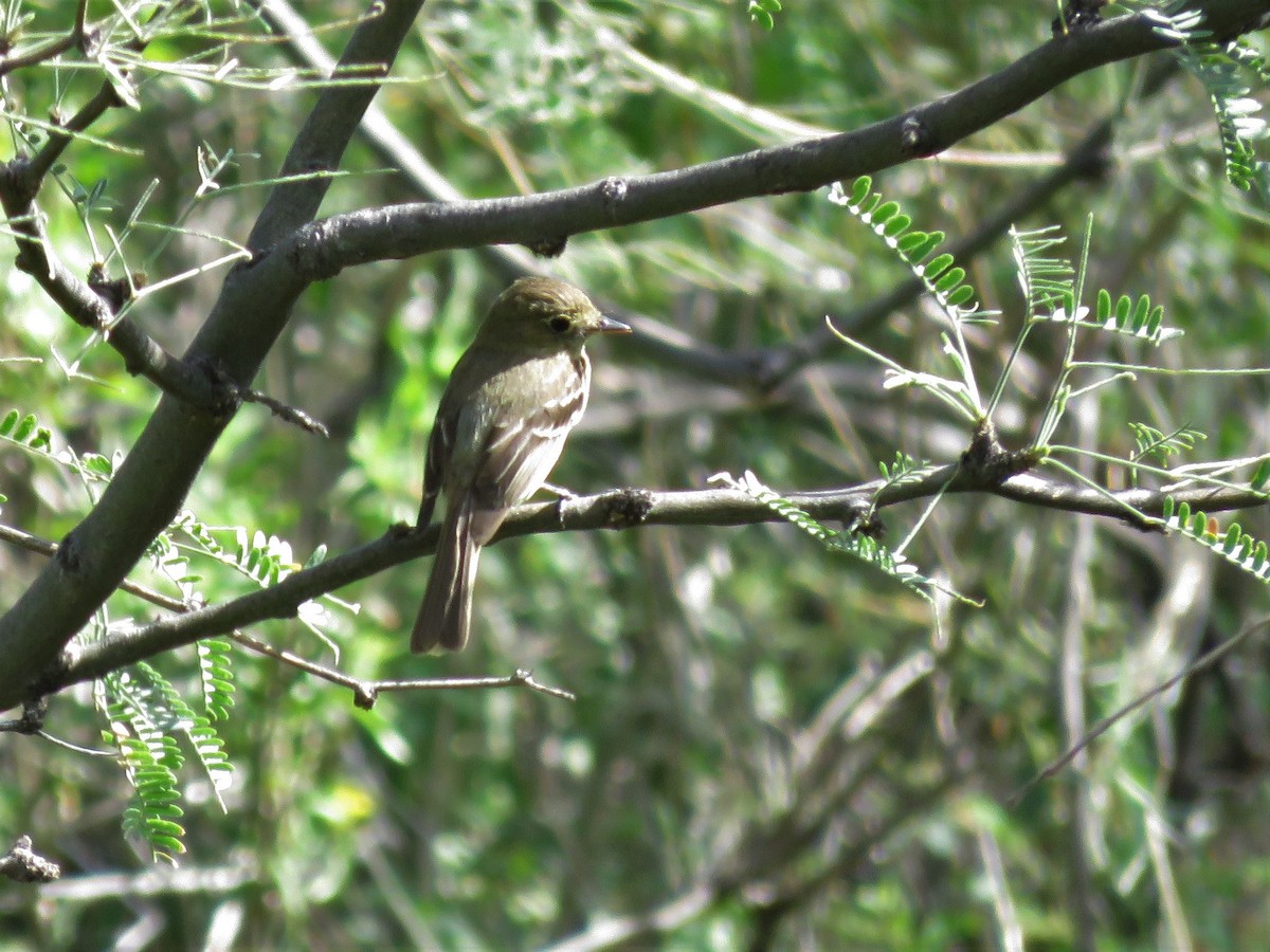 Western Flycatcher (Pacific-slope) - ML376488531