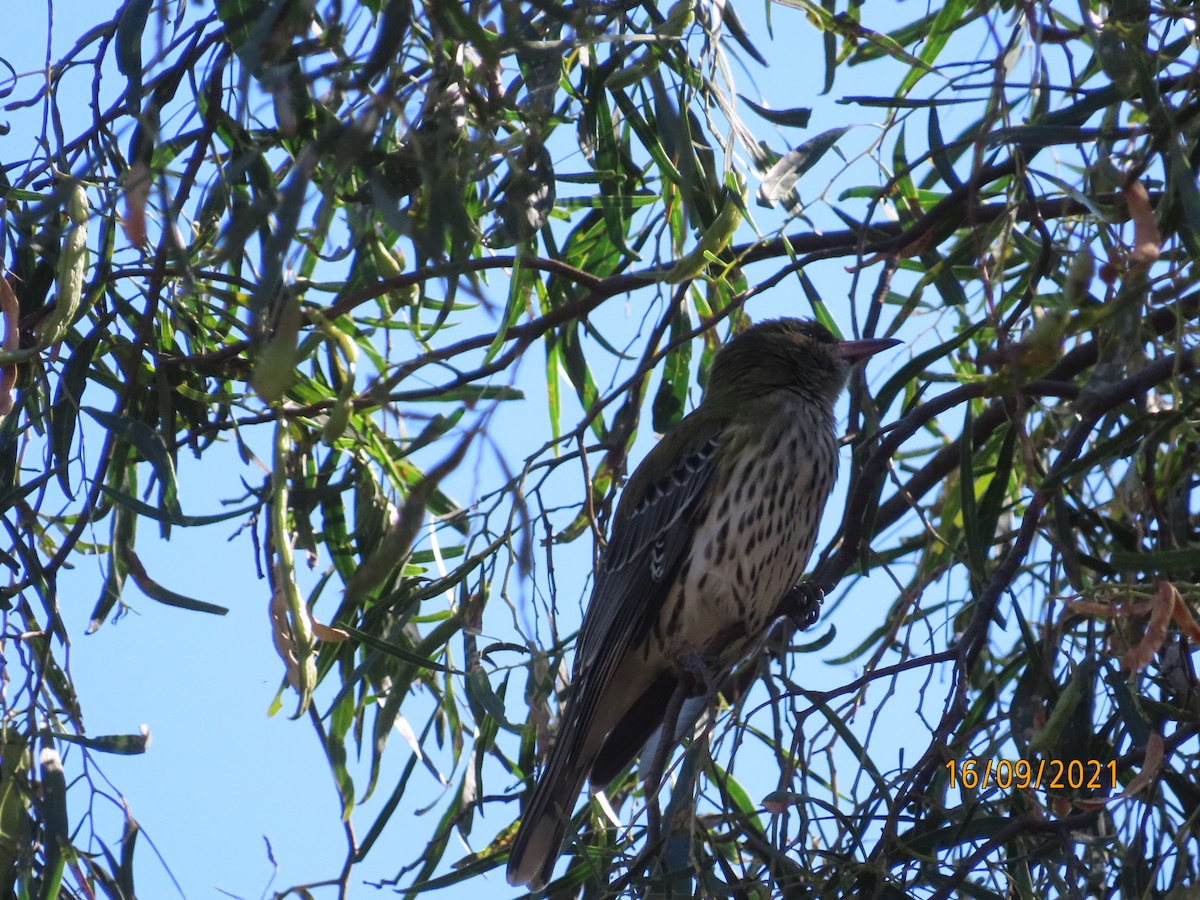 Olive-backed Oriole - ML376489401