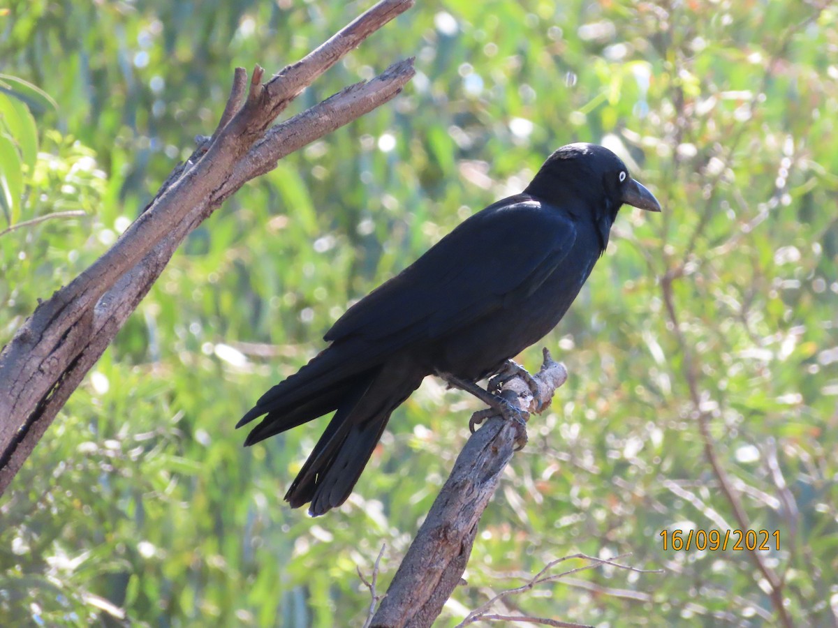 Torresian Crow - ML376489461