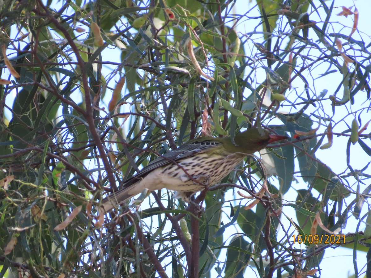 Olive-backed Oriole - ML376489471