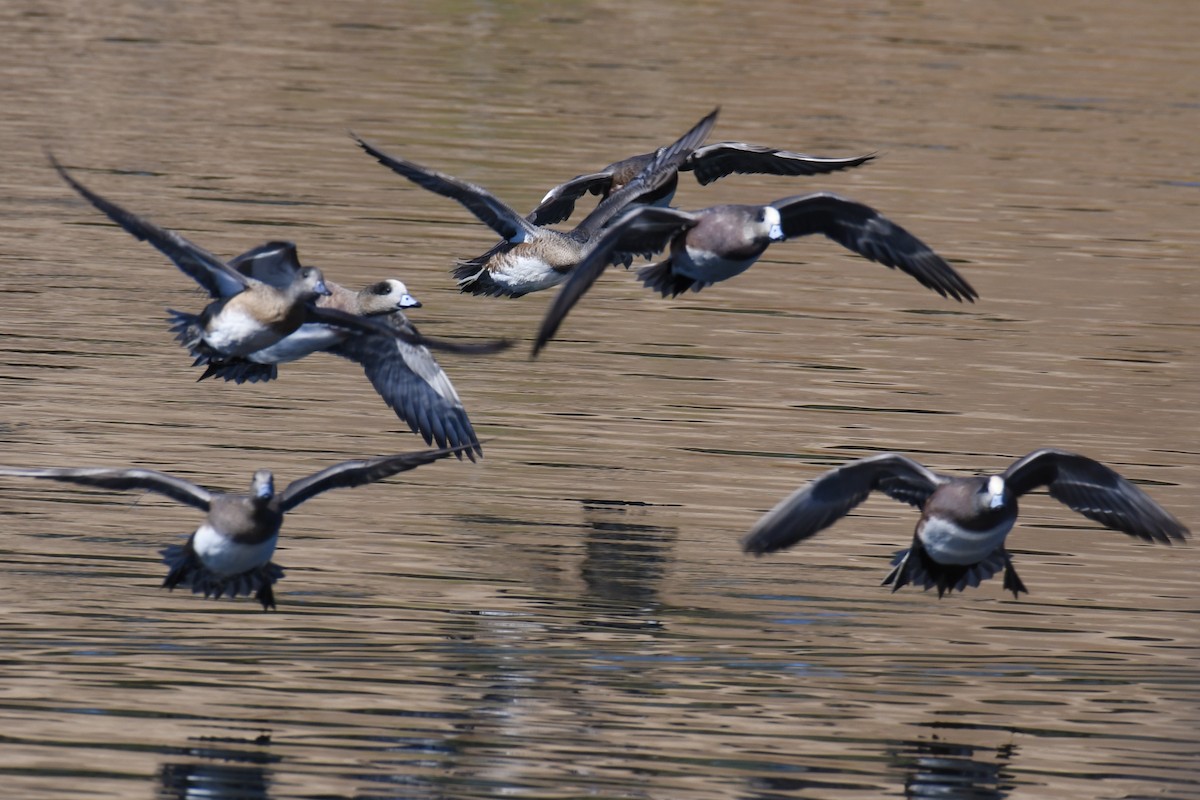 American Wigeon - ML376489561