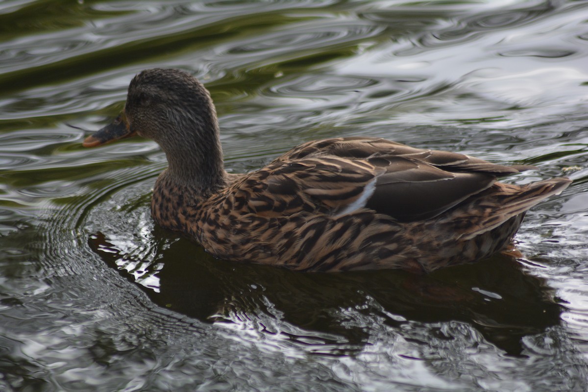 Mallard - Keith M Kemp