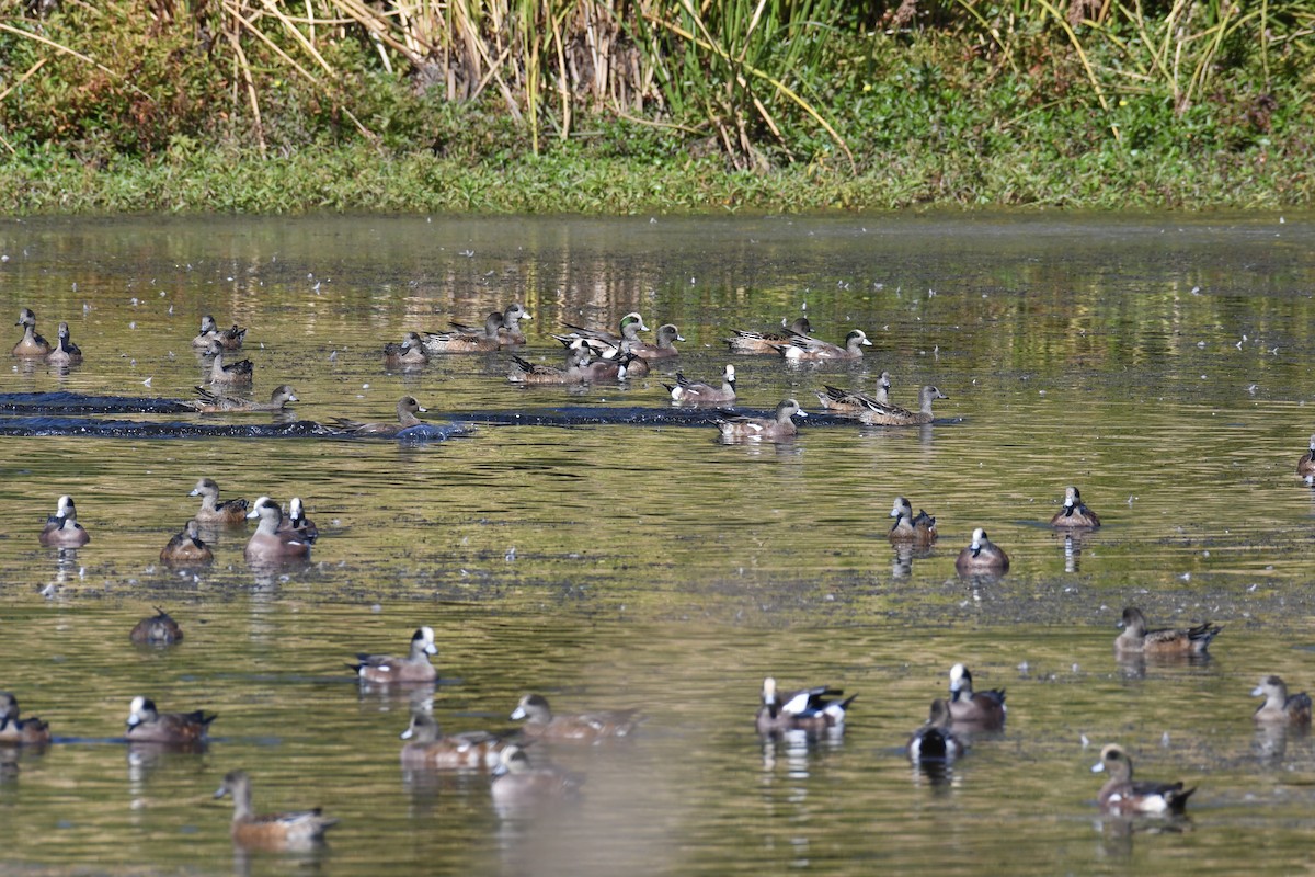 American Wigeon - ML376489821