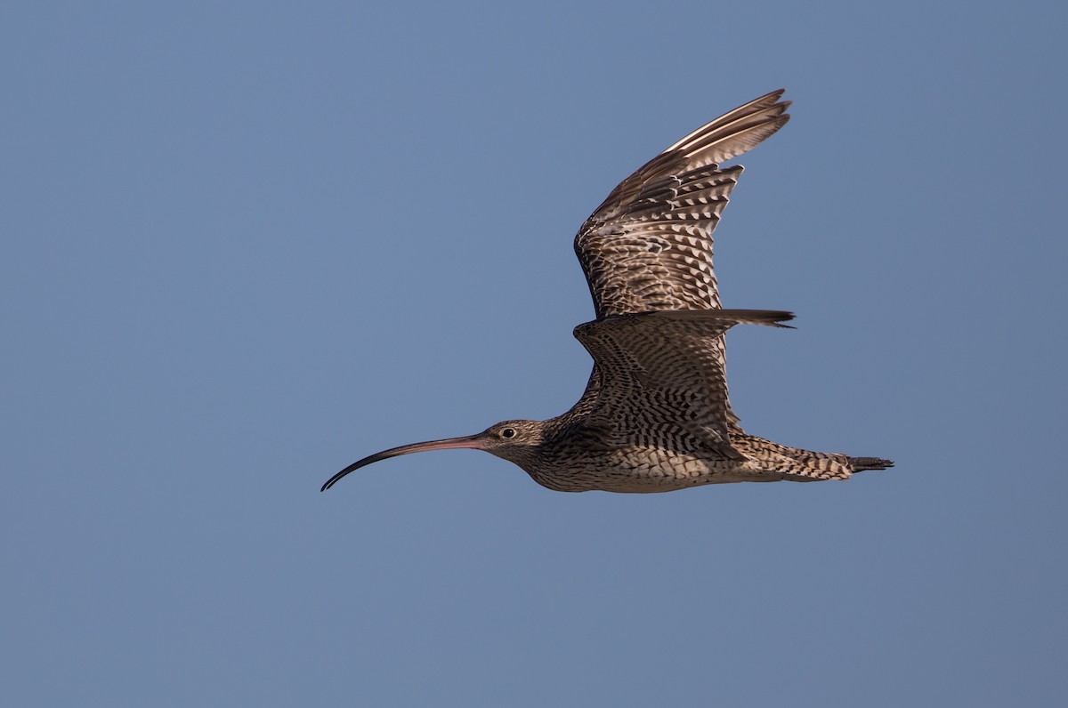 Far Eastern Curlew - ML376490451