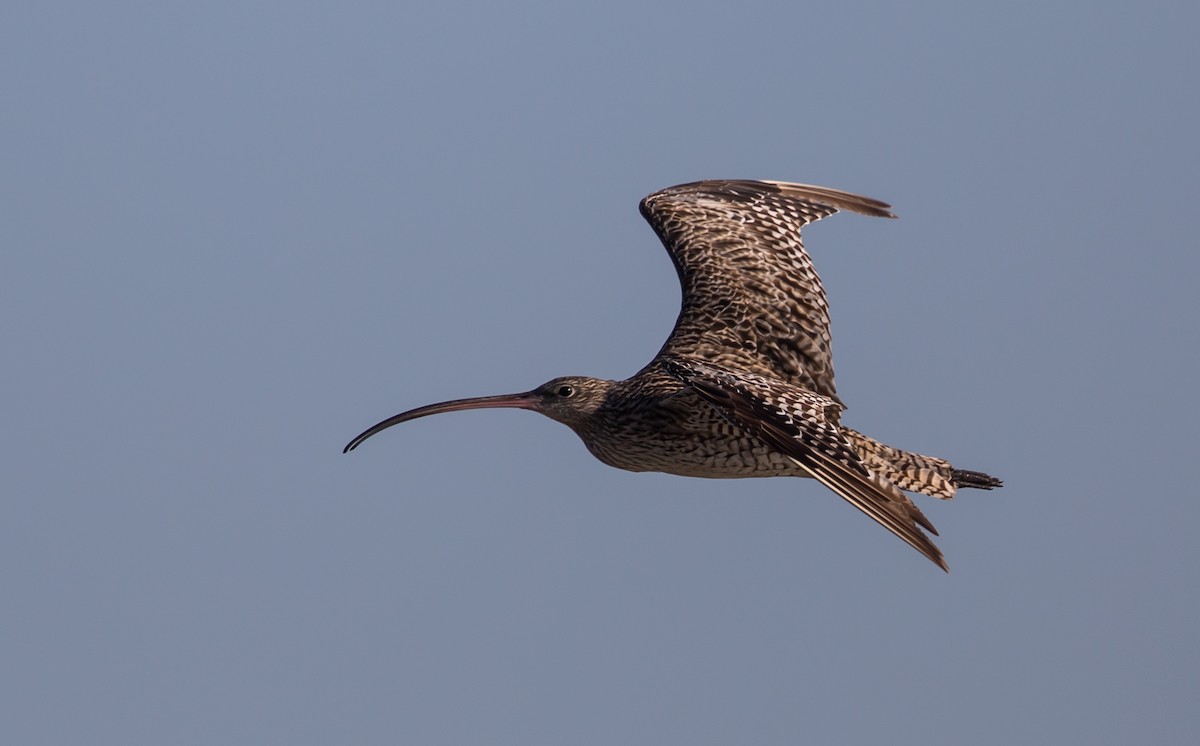 Far Eastern Curlew - ML376490471