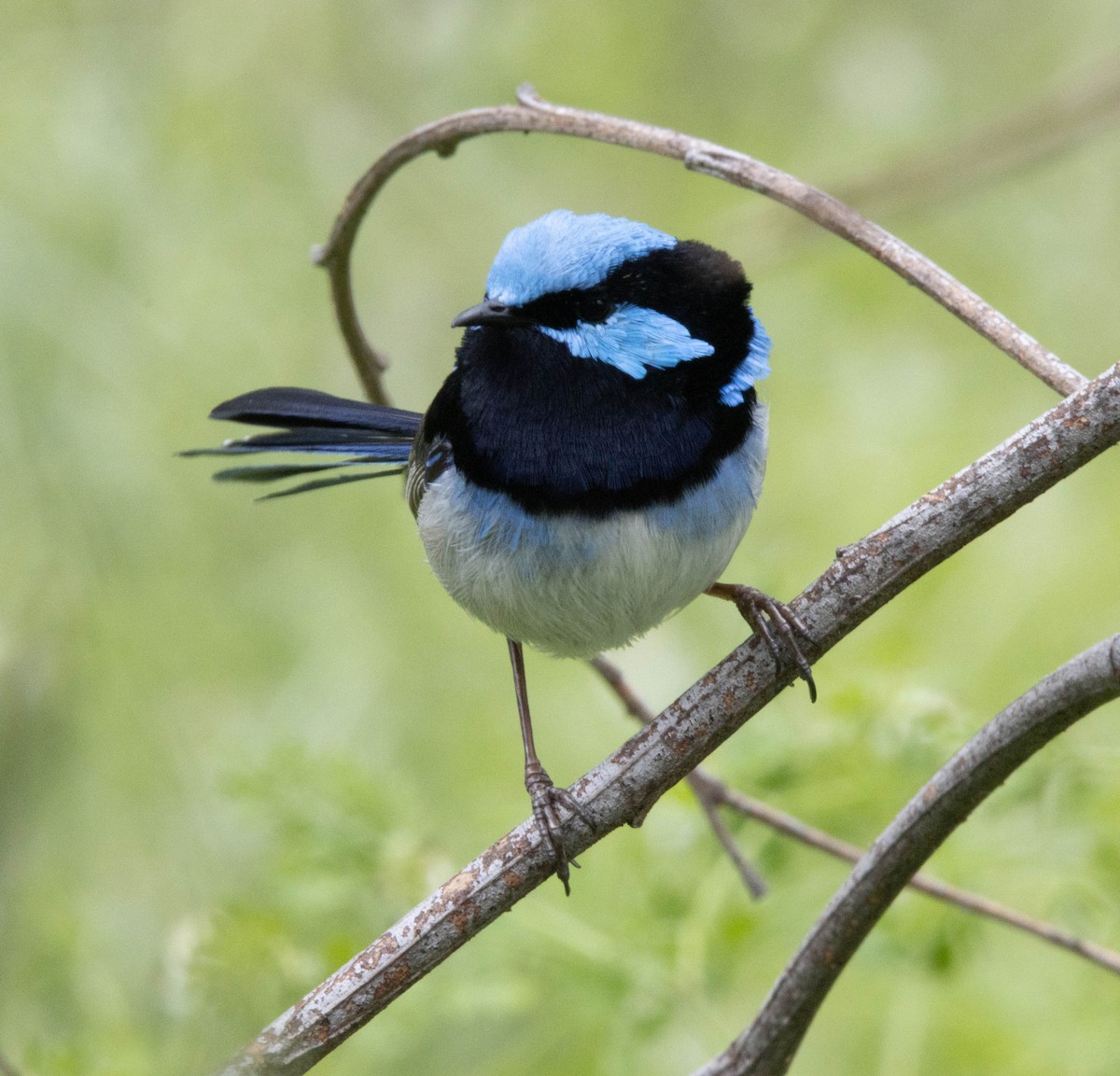 Superb Fairywren - ML376490521