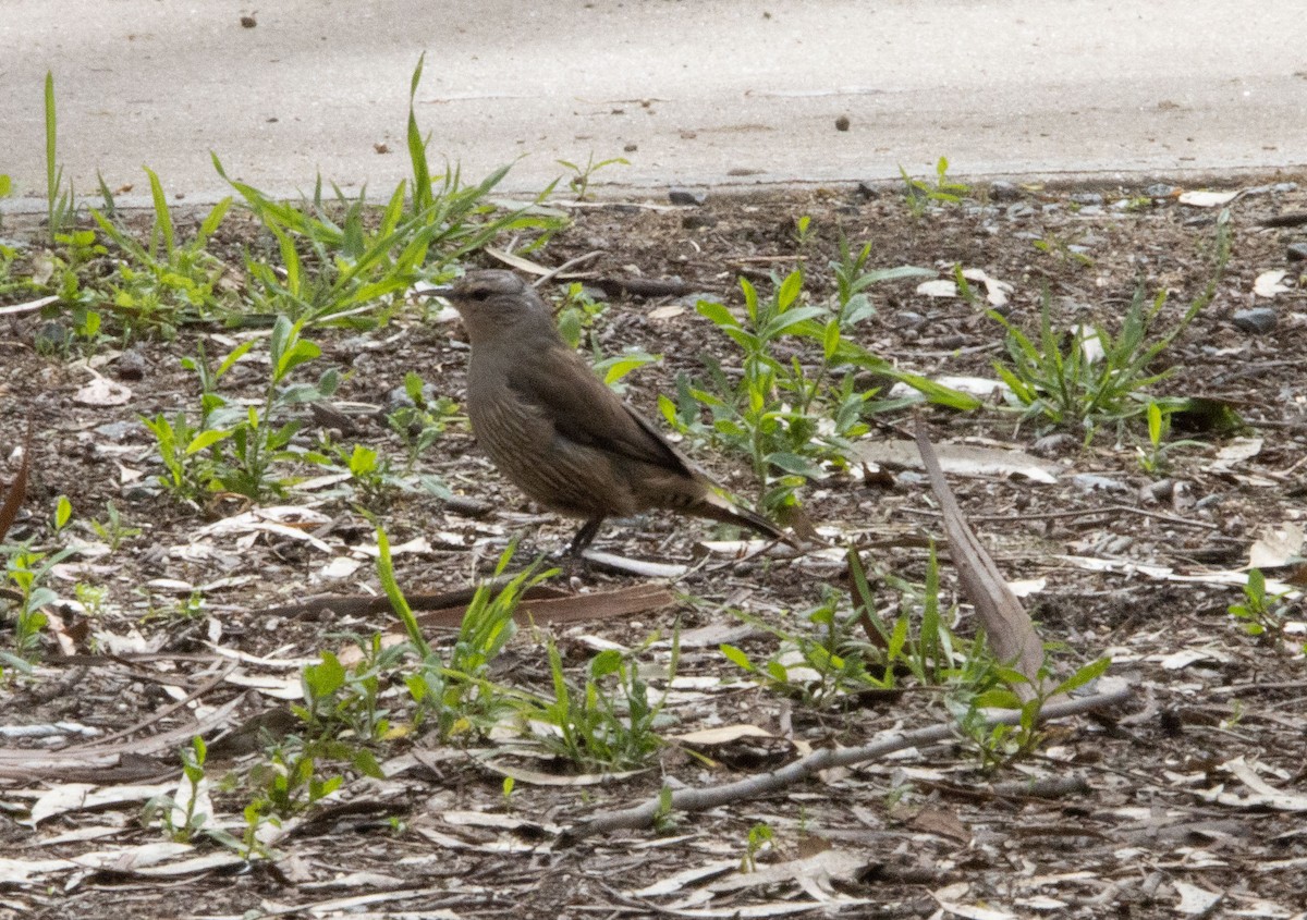 Brown Treecreeper - ML376490681