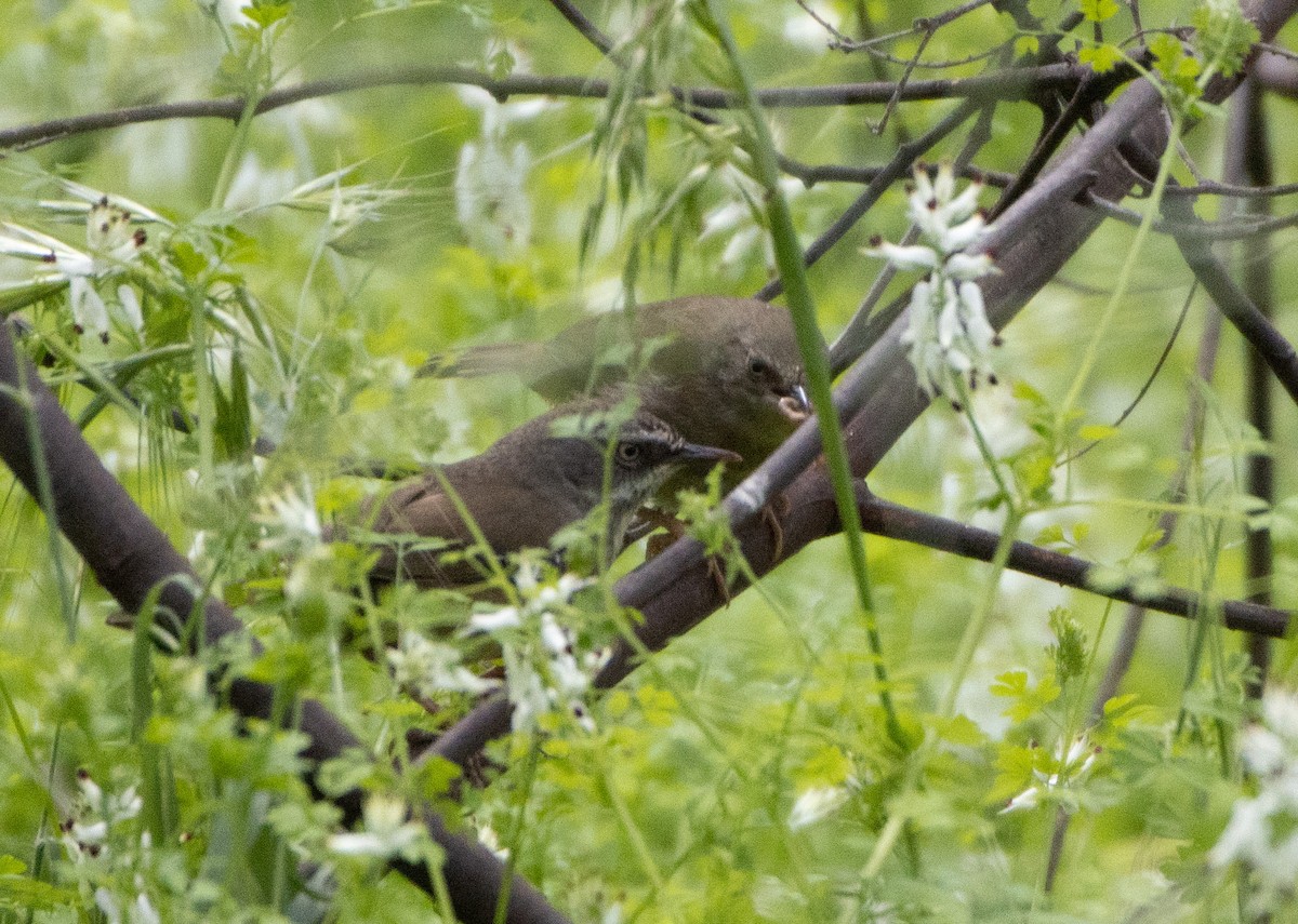 White-browed Scrubwren - ML376490841