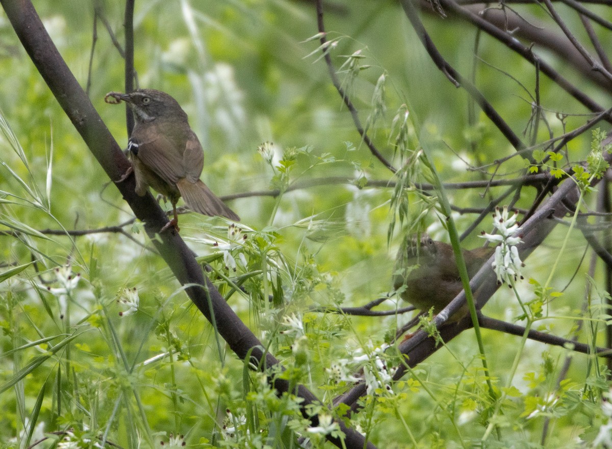 White-browed Scrubwren - ML376490871