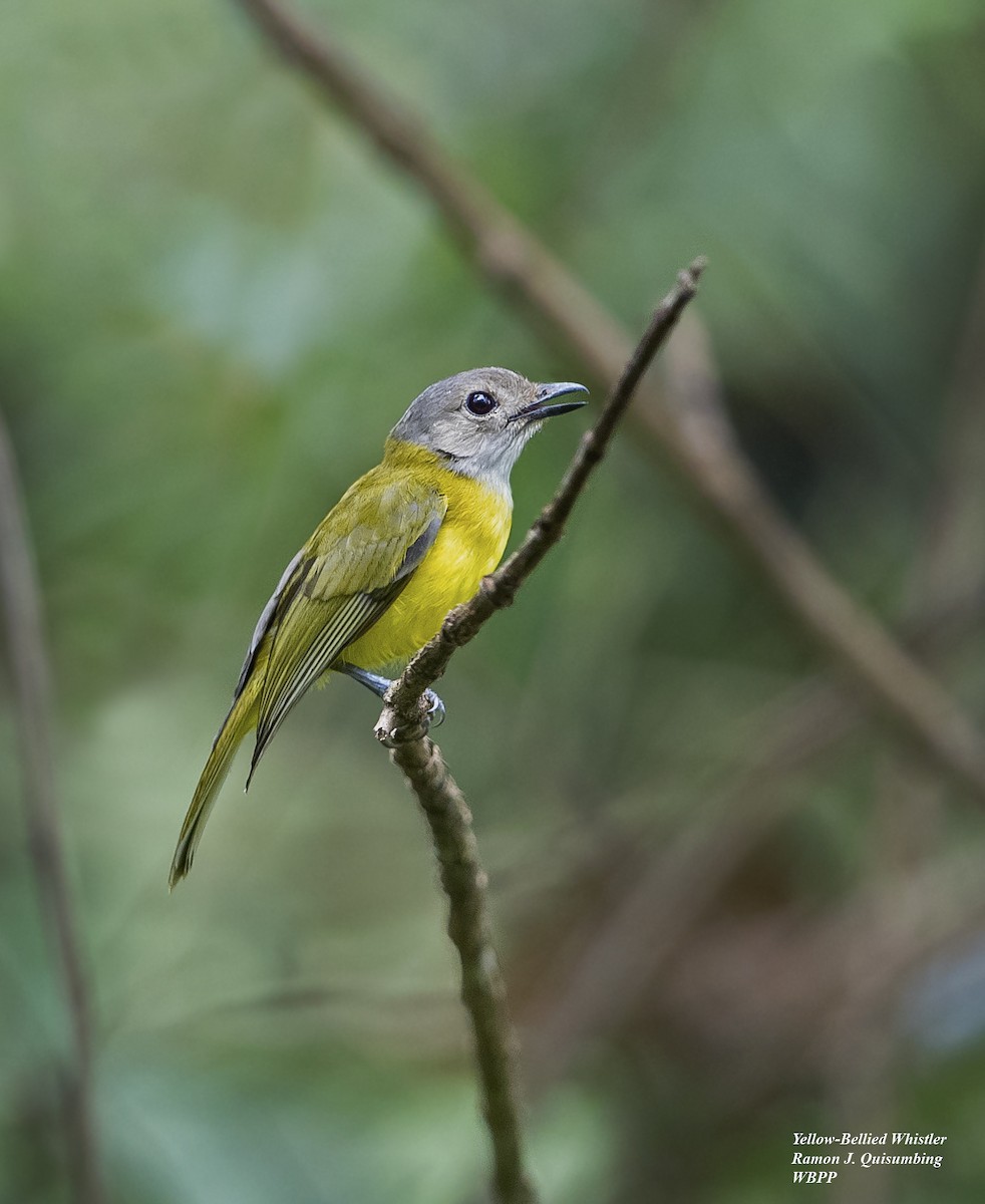 Yellow-bellied Whistler - Ramon Quisumbing