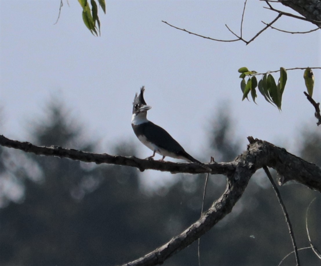 Belted Kingfisher - ML376491011