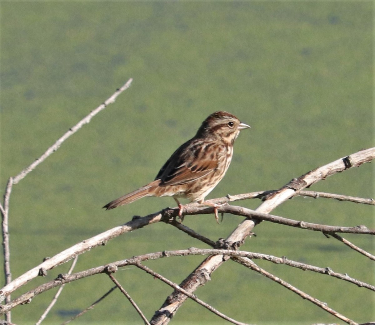 Song Sparrow - Clayton Fitzgerald