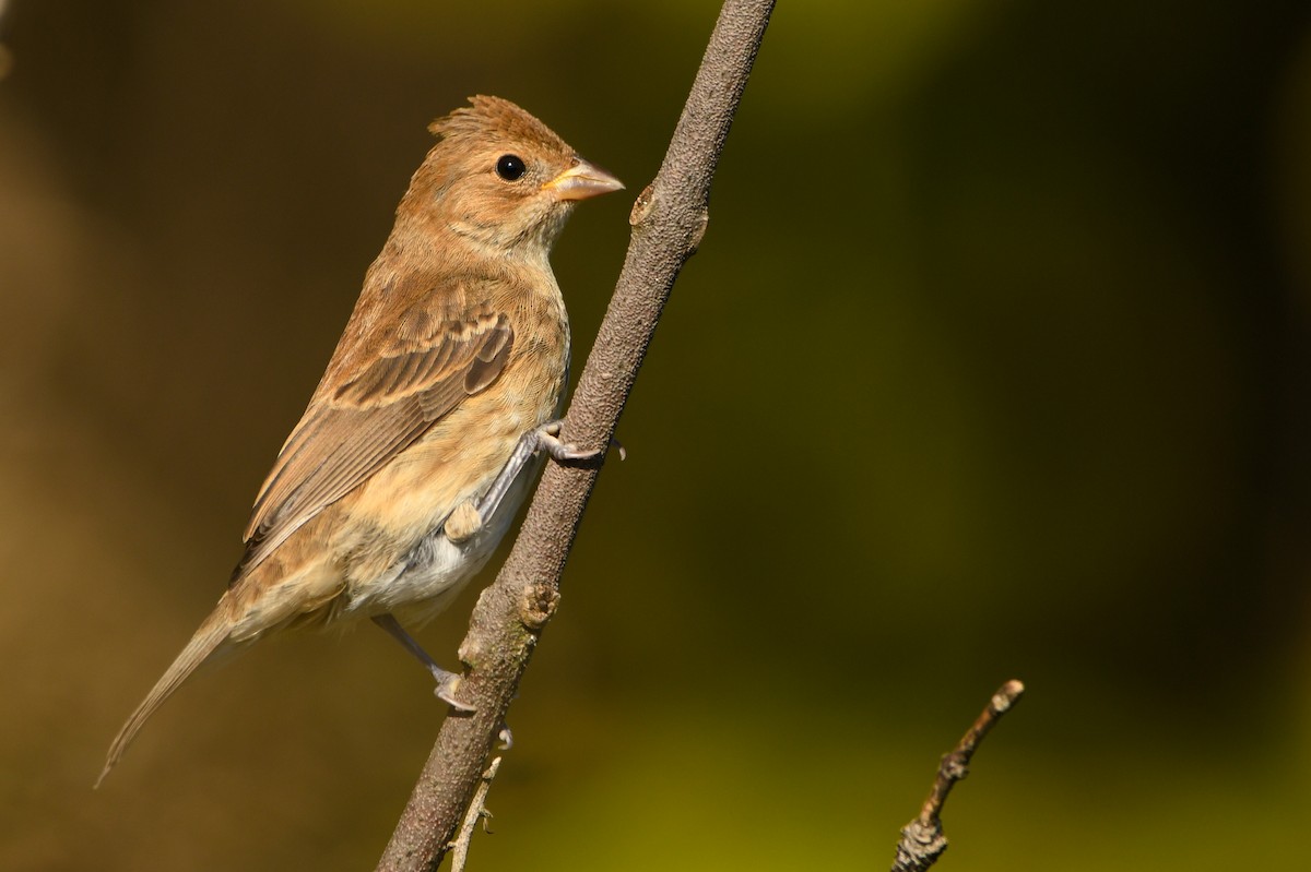 Indigo Bunting - ML376491481