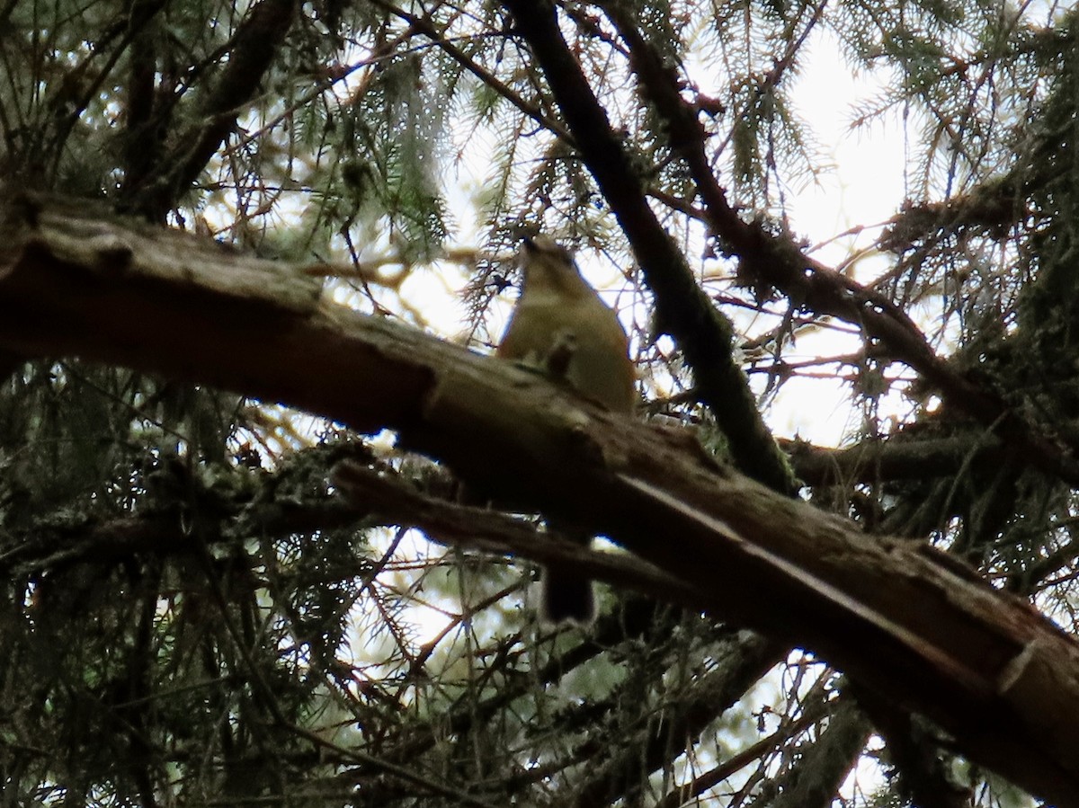 Red-flanked Bluetail - ML376493831