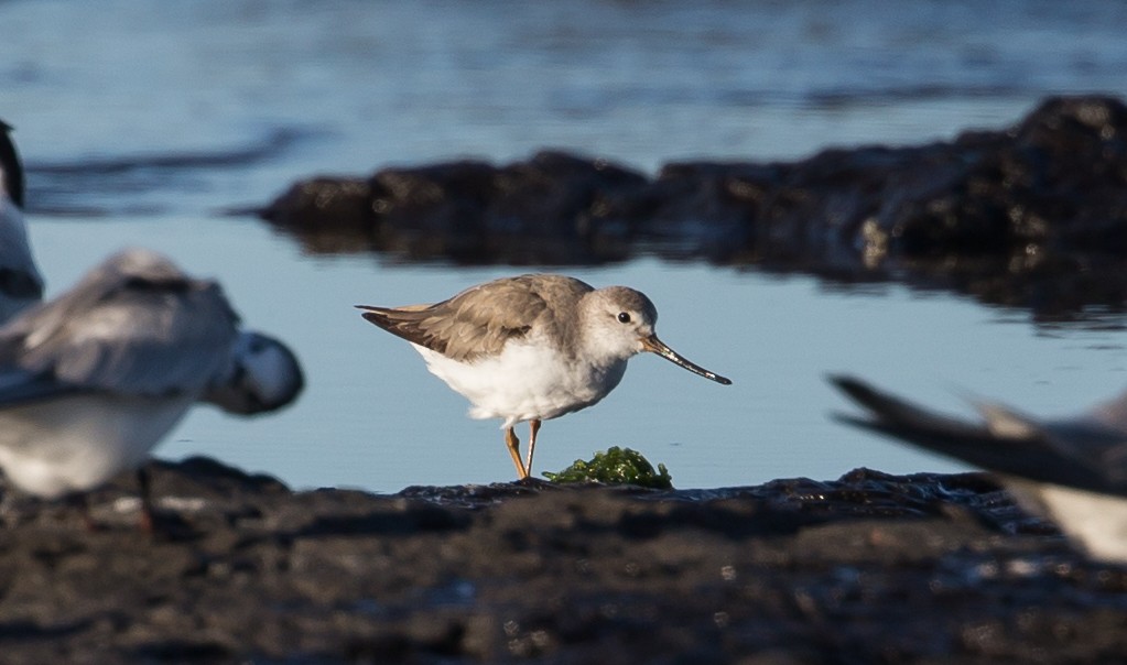 Terek Sandpiper - ML376494101