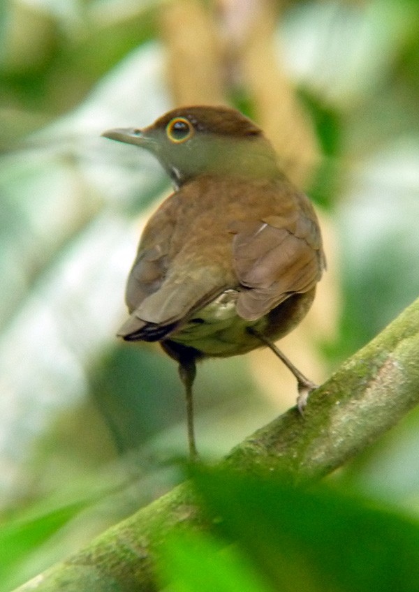 White-throated Thrush (Dagua) - ML37649421